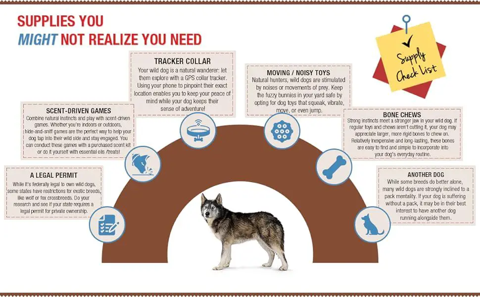 tips for coexisting with wild dogs