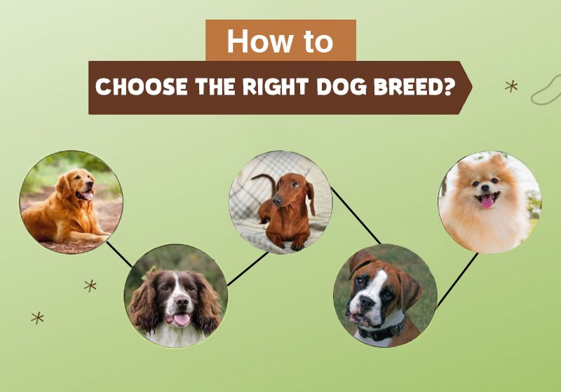 tips for considering your lifestyle when choosing a dog breed