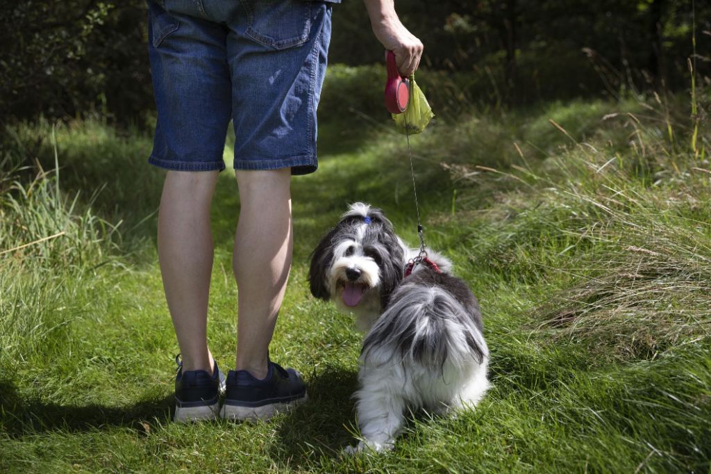 tips for easy dog poop disposal while walking