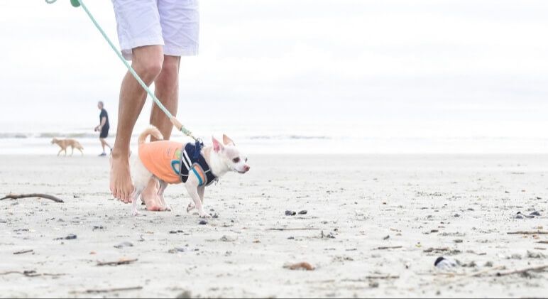 tips for having an enjoyable visit at the off-leash dog beach with your pup.