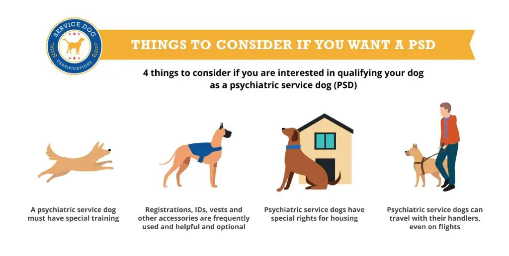 tips for owner-training a psychiatric service dog