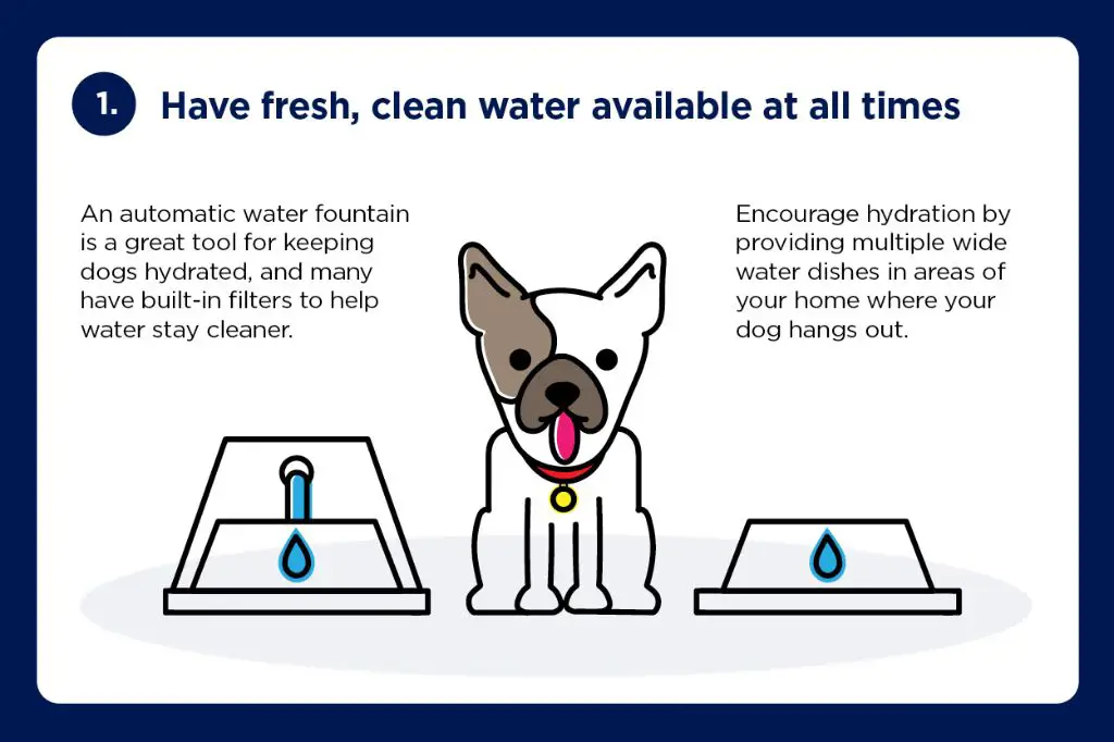 tips to keep dogs hydrated