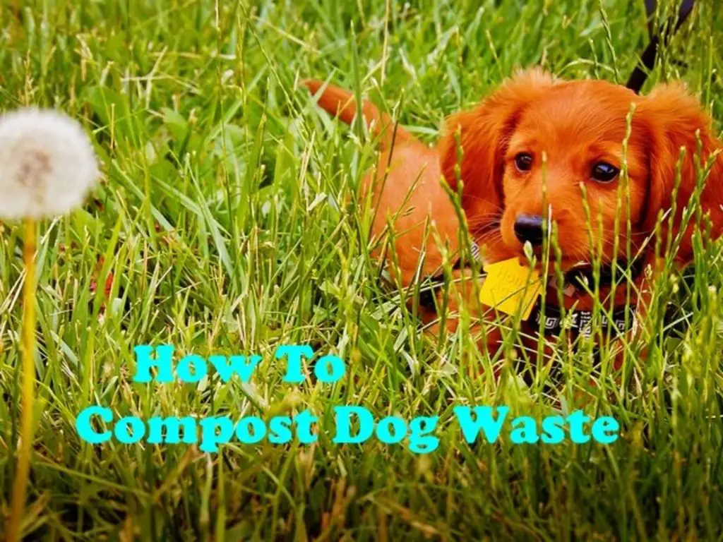 tips to speed up decomposition of dog waste