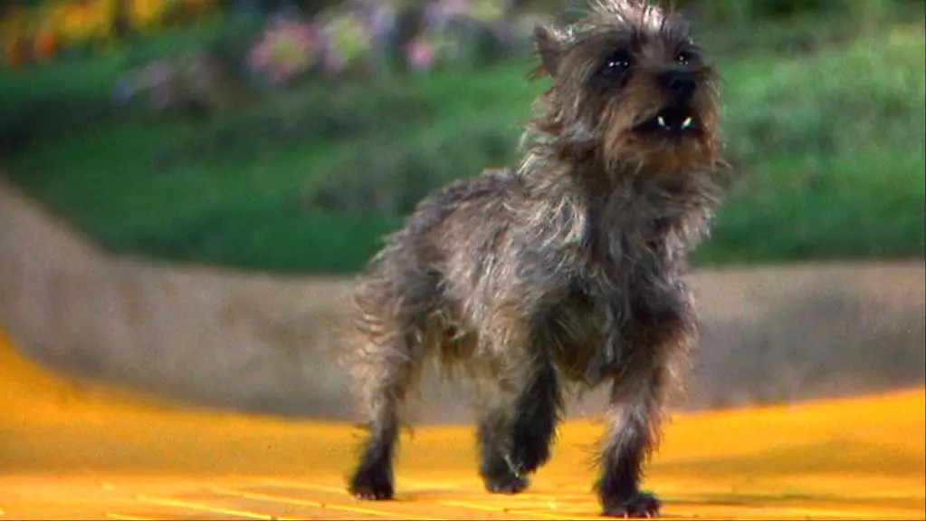 toto dog actor named terry who was a female cairn terrier 