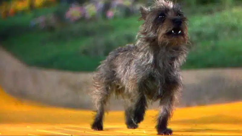 toto dog actor terry living retirement after wizard of oz movie
