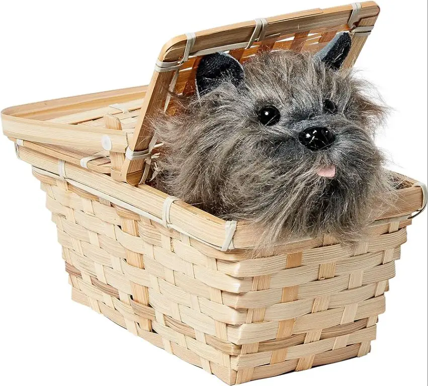 toto in basket