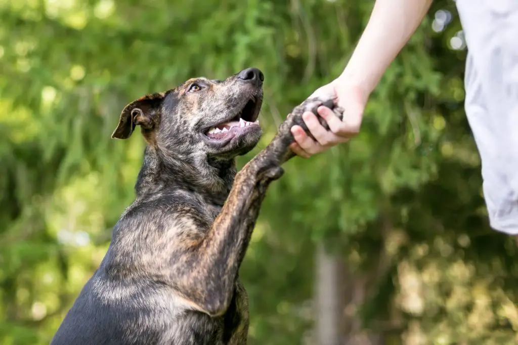 touch paws briefly when your dog is relaxed and provide rewards to make it a positive experience.