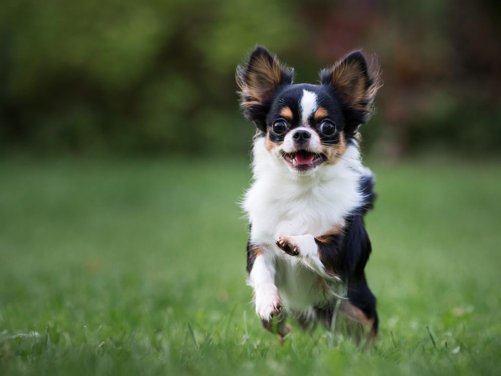 toy dog breeds like chihuahua