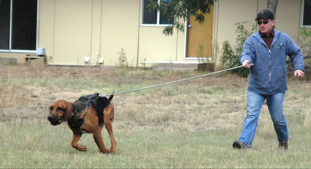 trailing dogs are trained from puppyhood by imprinting them with deer scent and having them practice tracking trails.