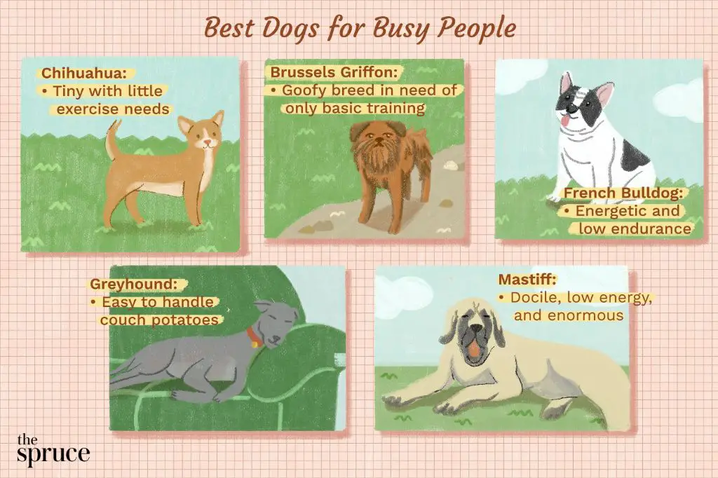 trainability of different dog breeds