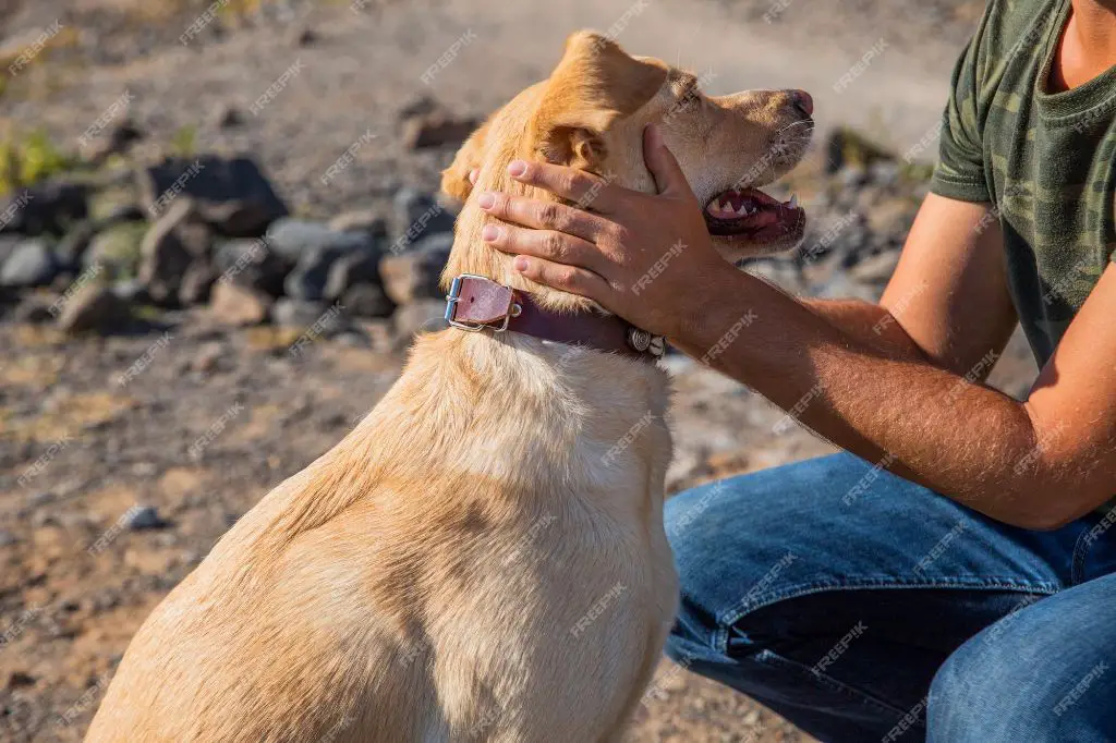 trainer comforting dog actor in between takes on movie set 