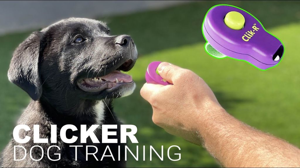 trainer using a clicker to redirect dog's attention