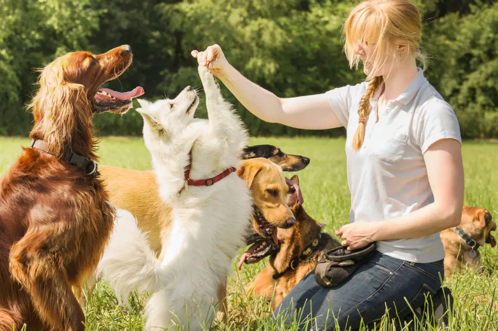 training a dog