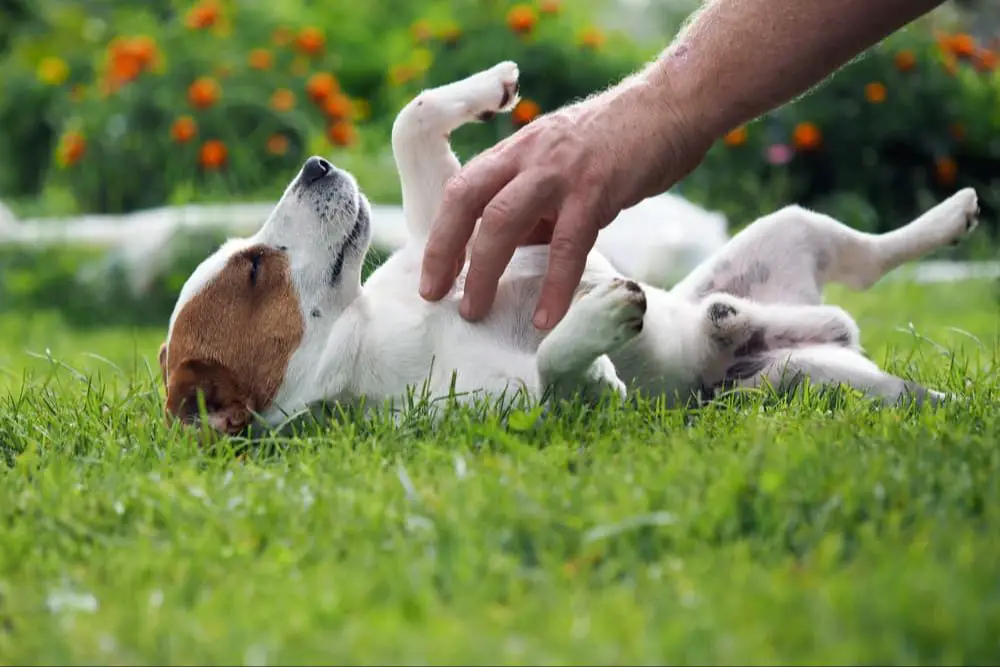 training a dog to be ticklish