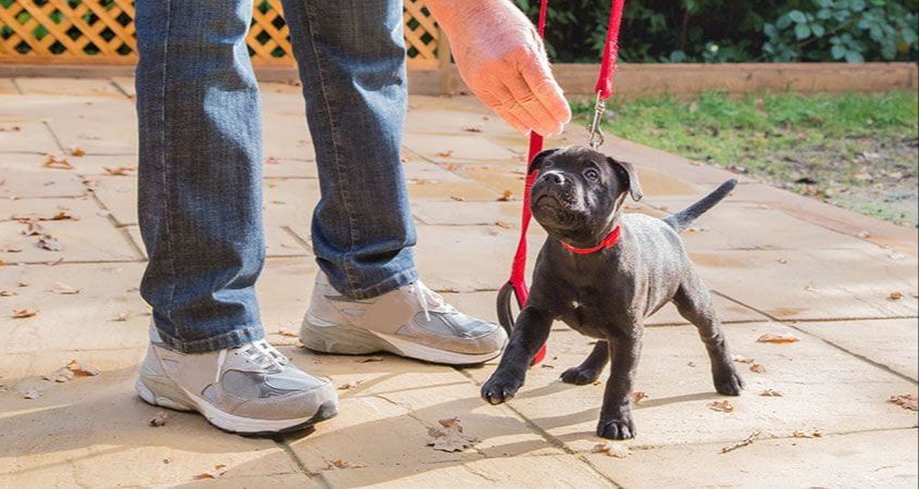 training a dog with treats