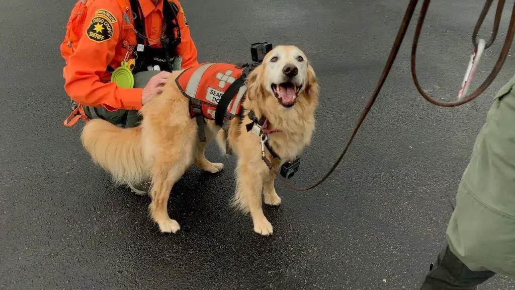 training a rescue dog