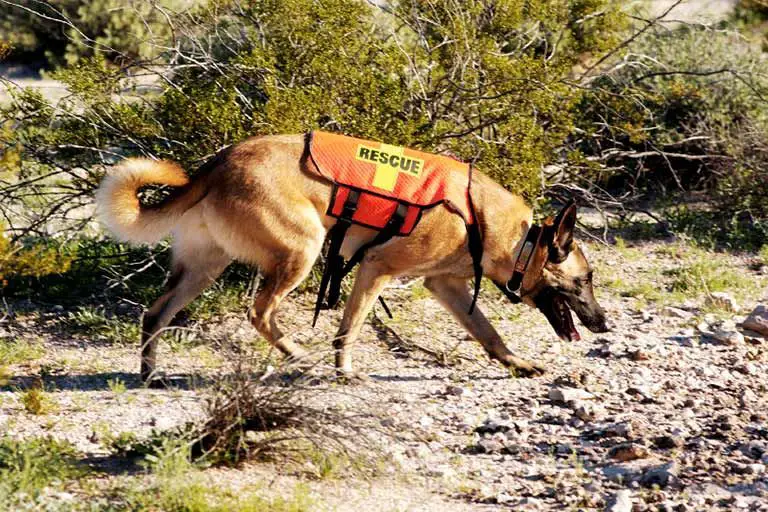 training a sar dog