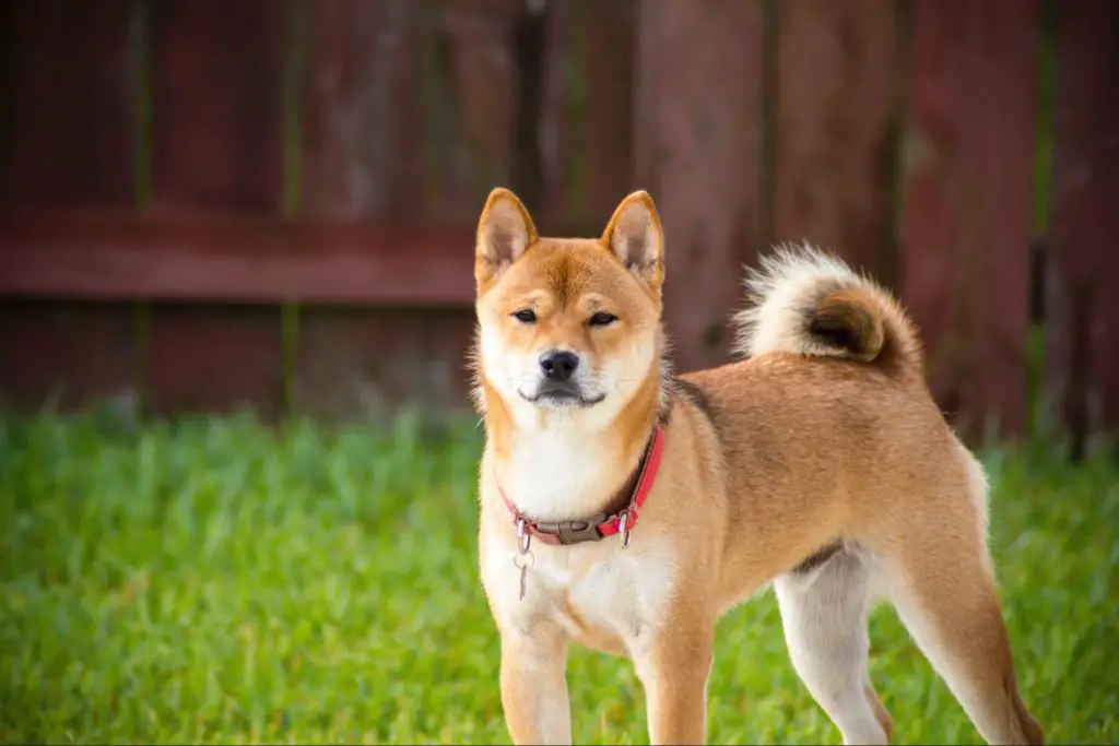 training a small hypoallergenic dog