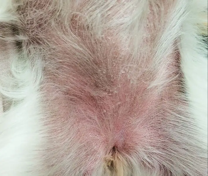 treating flea allergy dermatitis in pets