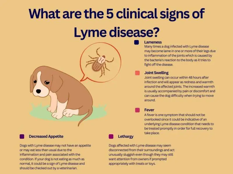 treating tick diseases in dogs