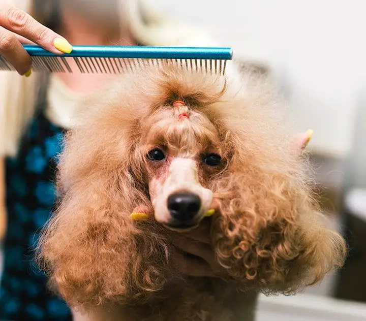 trimming a poodle's fur coat