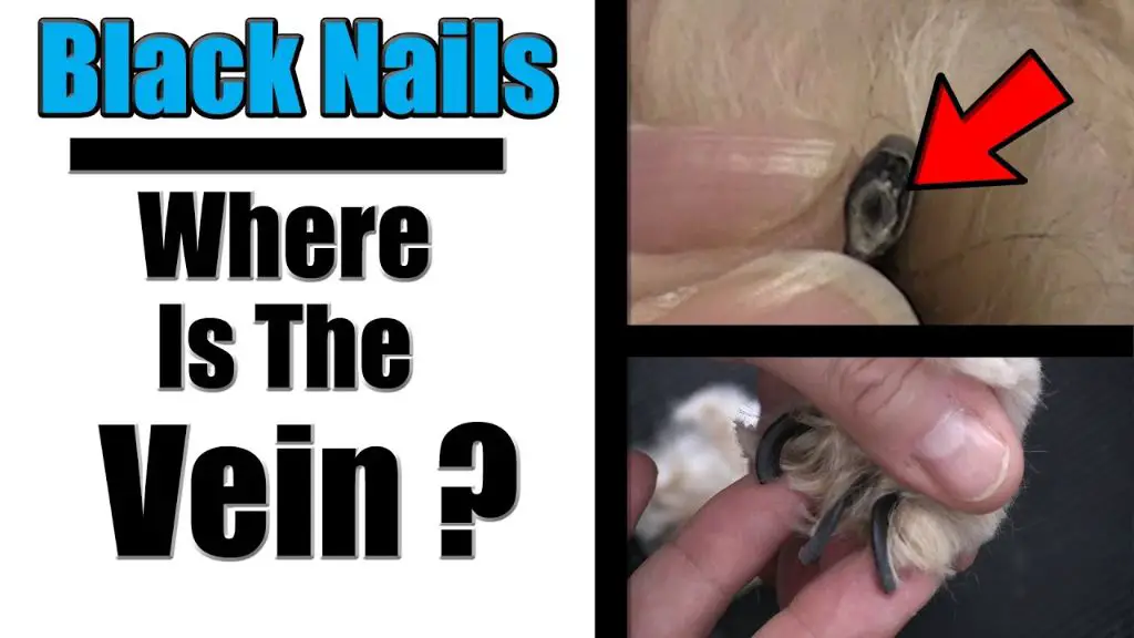 trimming black dog nails