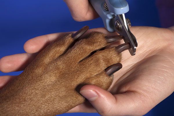 trimming cat and dog nails