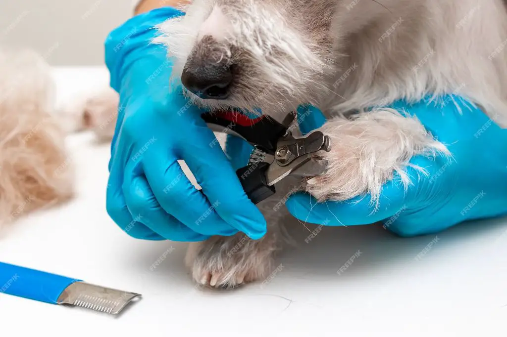 trimming dog nails step-by-step