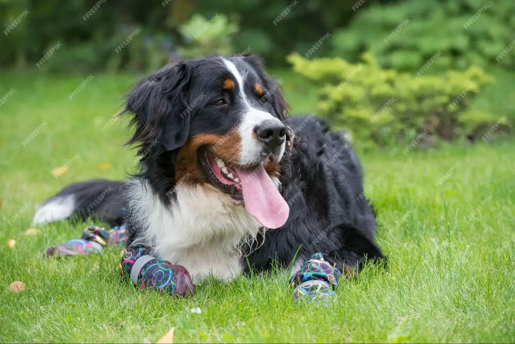 two bernese mountain dogs lying down outside