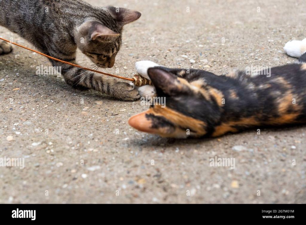 two cats playing with a toy mouse