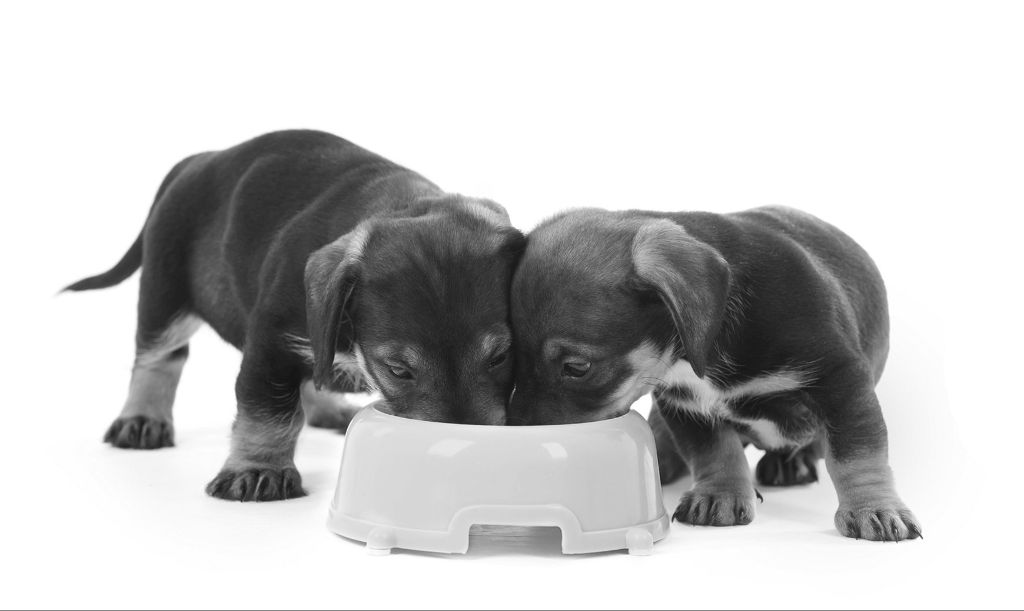 two dogs eating from different food bowls