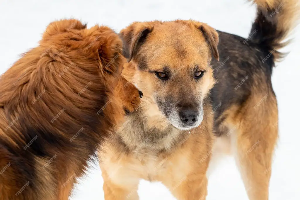 two dogs facing each other aggressively