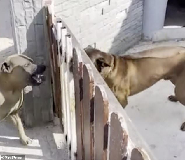 two dogs facing each other in a fenced ring