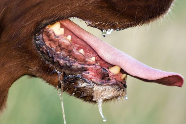 two dogs facing each other, one with a mouth full of frothing soap suds