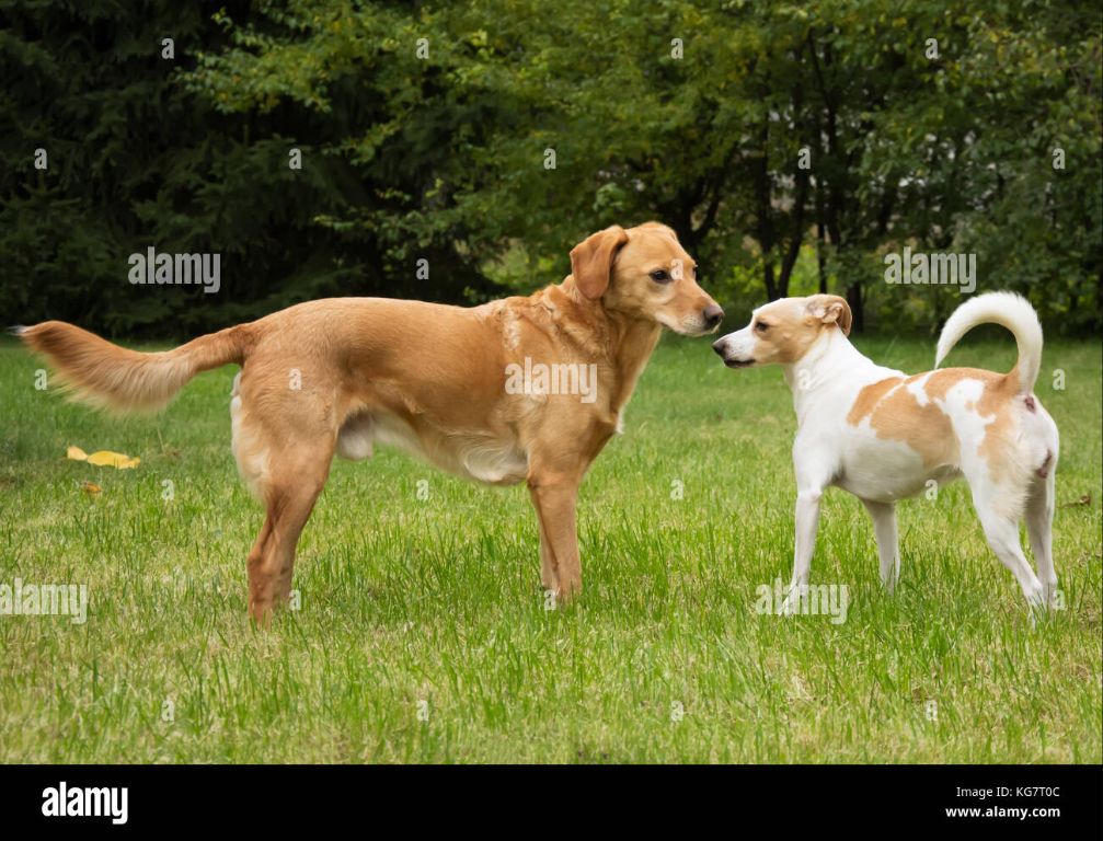 two dogs facing each other