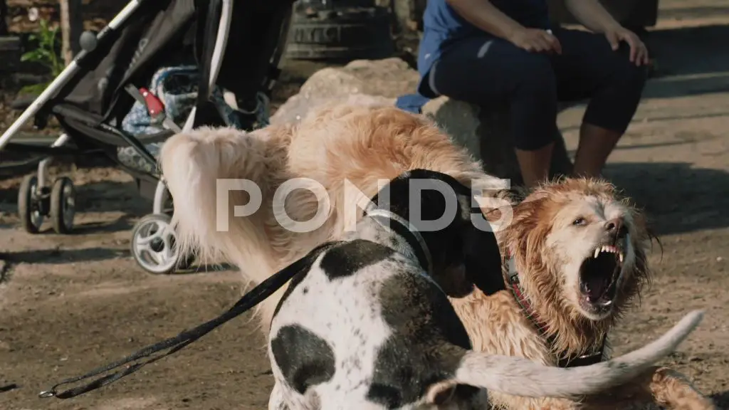 two dogs fighting at a dog park