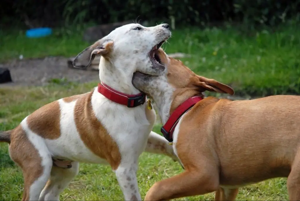 two dogs fighting with each other