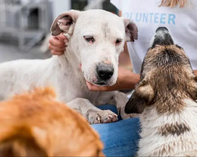 two dogs interacting face to face