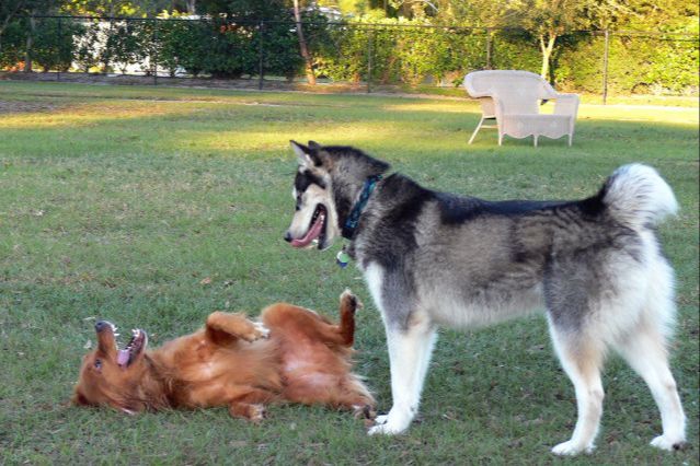 two dogs interacting - one rolling on its back submissively.