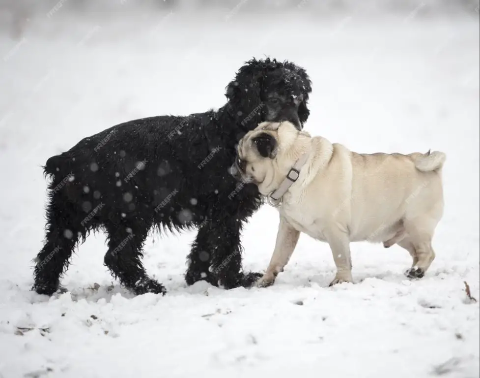 two dogs interacting outside