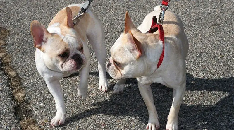 two dogs meeting and greeting peacefully