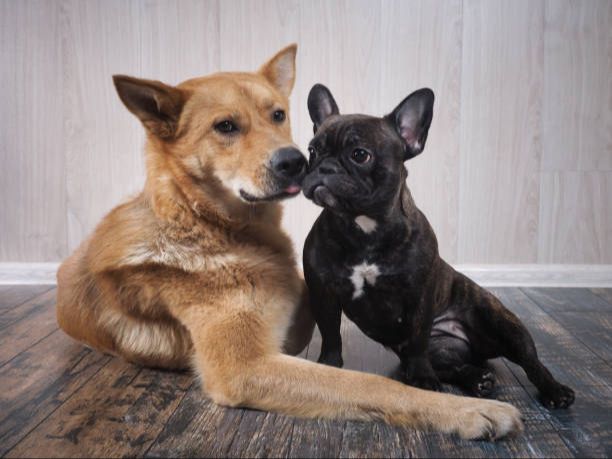 two dogs of different breeds sitting together