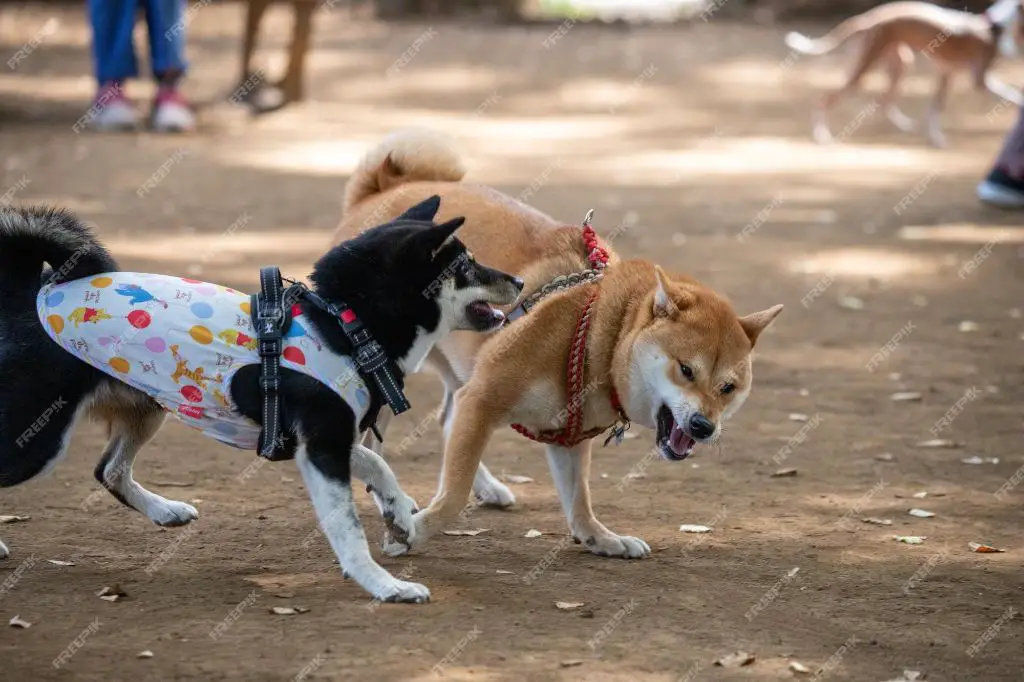 two dogs playing at a breeder facility 