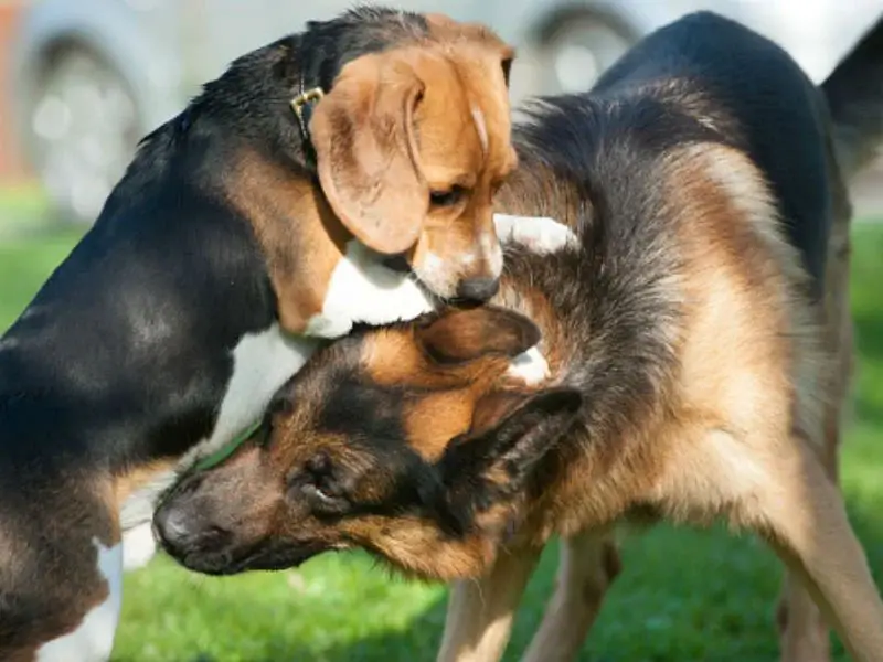 two dogs playing together