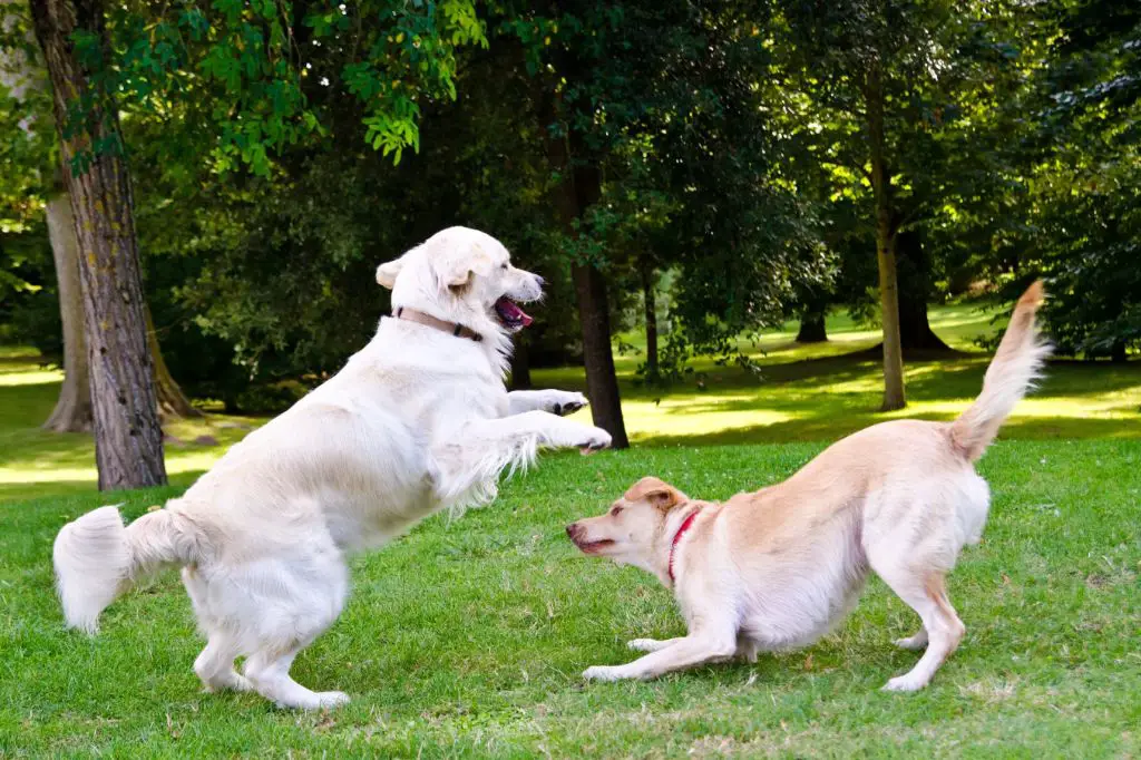 two dogs playing together