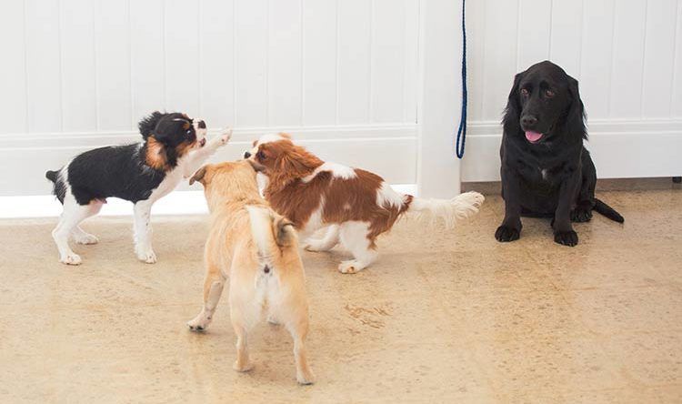 two dogs playing together at a doggie daycare facility