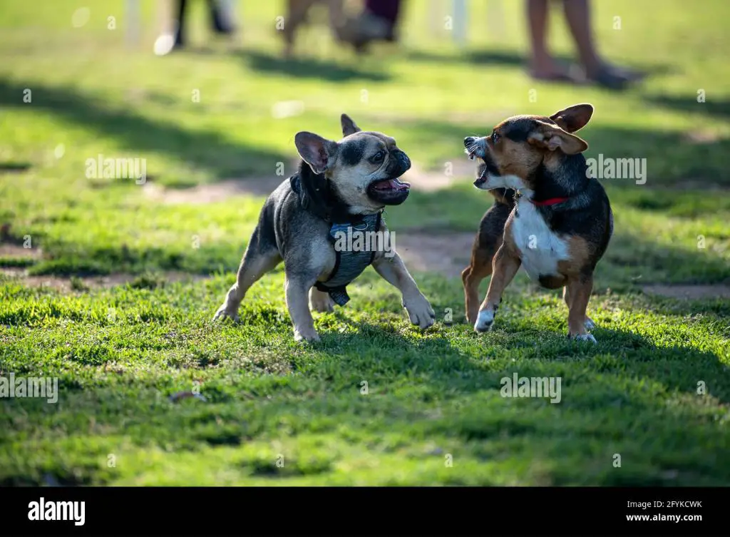 two dogs playing together at a park