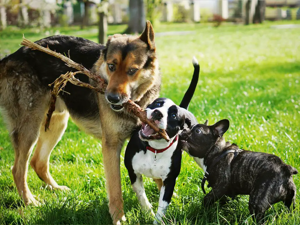 two dogs playing together at an outdoor training class.