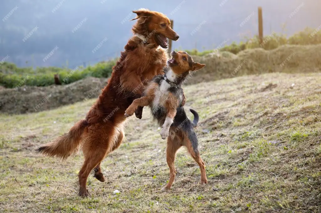 two dogs playing together in a backyard