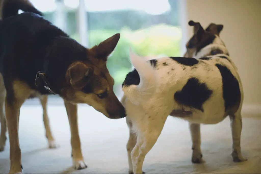 two dogs sniffing each other